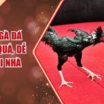 Cách Nuôi Gà Đá AE888 Hiệu Quả, Dễ Áp Dụng Tại Nhà