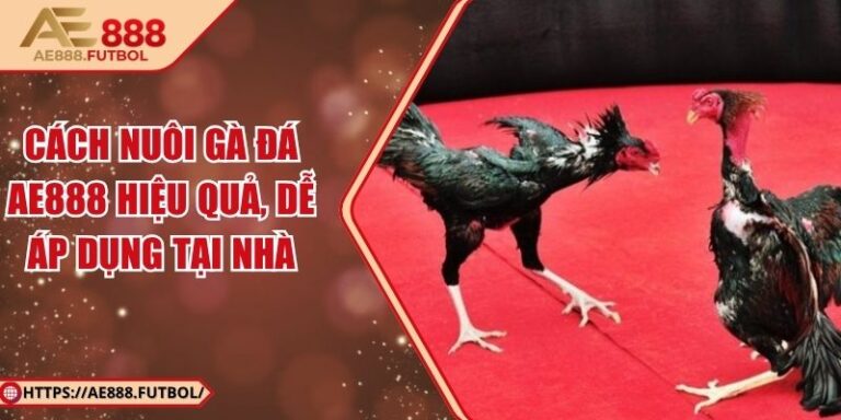 Cách Nuôi Gà Đá AE888 Hiệu Quả, Dễ Áp Dụng Tại Nhà