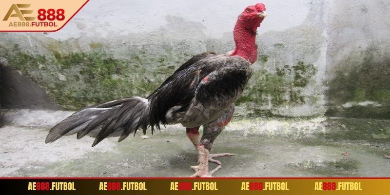 Chọn con có dáng hình chắc nịch, ngực nở, mỏ khỏe