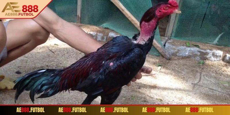 Thông tin cơ bản về cách nuôi gà đá AE888