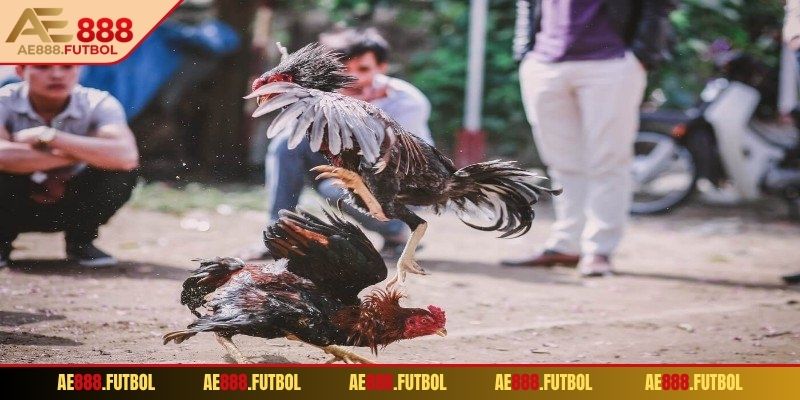 Cựa sắt ít sát thương nhưng kỹ thuật cao