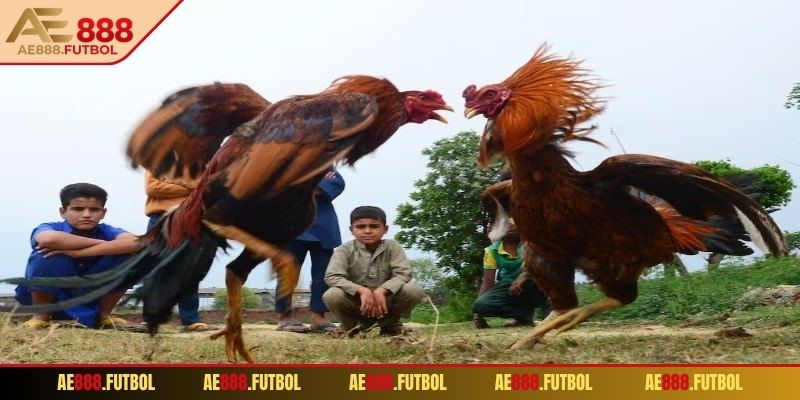 Đá gà 4k AE888 thomo đậm chất truyền thống 