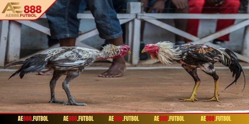 Đá gà 4k AE888 định nghĩa là gì?