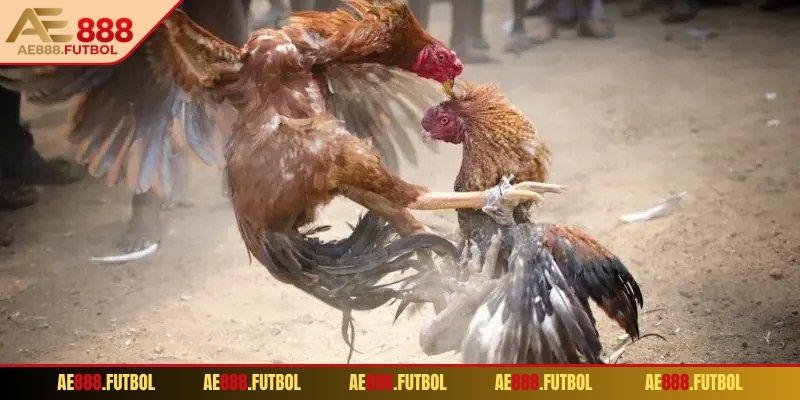 Trận đấu chọi gà đa dạng cách đặt cược
