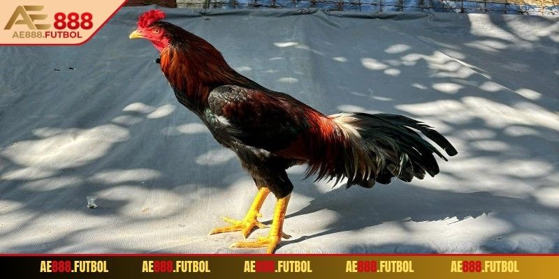 Bet thủ quan sát kỹ chiến kê trước khi cá cược