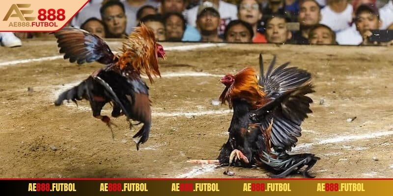 Tổng quan về đá gà chọi c1 AE888