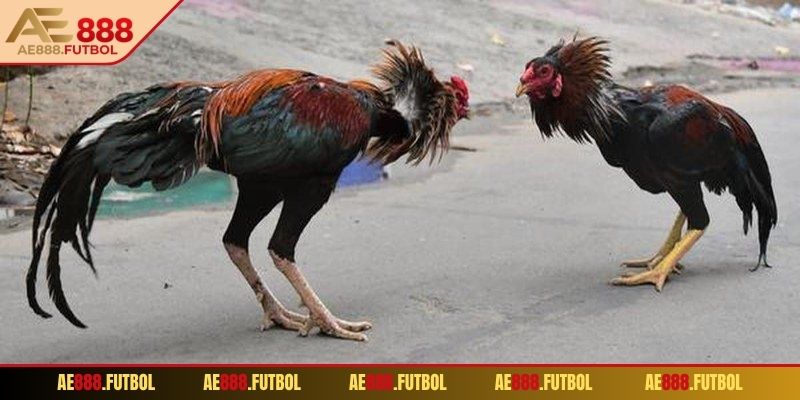 Phân loại gà để thi đấu