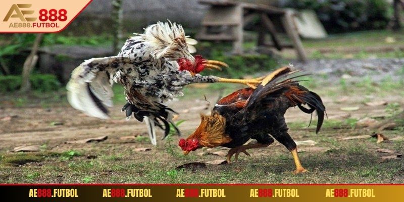 Sơ lược về đá gà cựa dao AE888