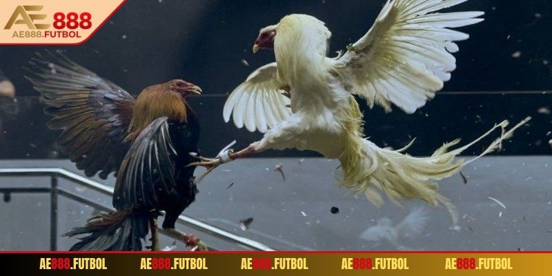 Đá Gà Cựa Dao AE888 - Trải Nghiệm Cá Cược Kịch Tính