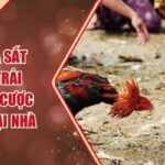 Đá Gà Cựa Sắt AE888 – Trải Nghiệm Cá Cược Đỉnh Cao Tại Nhà