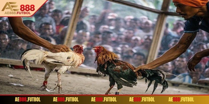 Phân tích sức mạnh, năng lực chiến kê