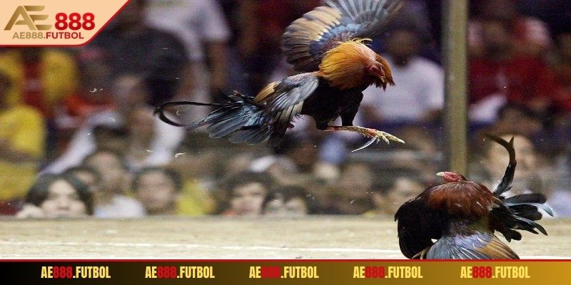 Những kèo phổ biến trong đá gà cựa sắt AE888