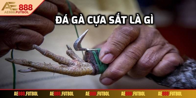 Sàn đấu gà trực tuyến AE888