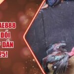 Đá Gà Đòn AE888 – Sân Chơi Đối Kháng Hấp Dẫn Nhất 2025!