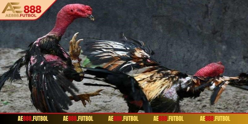 Dạng cược Meron - kèo nhà cái hấp dẫn