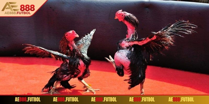 Giới thiệu sơ lược về đá gà đòn AE888