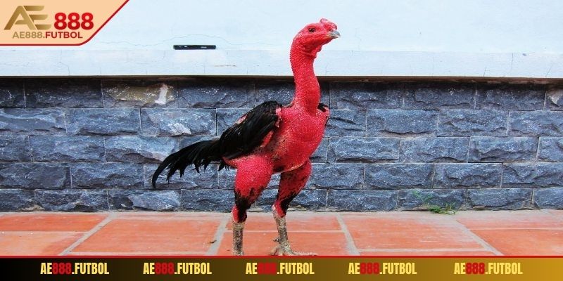 Đá Gà Đòn AE888 – Sân Chơi Đối Kháng Hấp Dẫn Nhất 2025!
