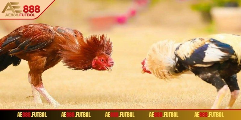 Khái quát cơ bản về đá gà Thomo AE888