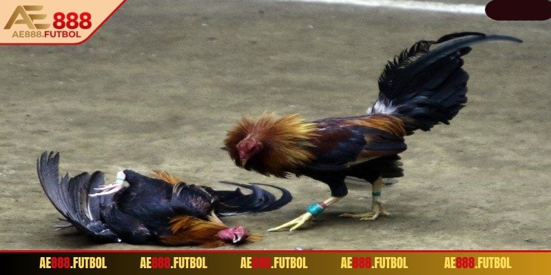 Đá gà Thomo có luật chơi cực đơn giản