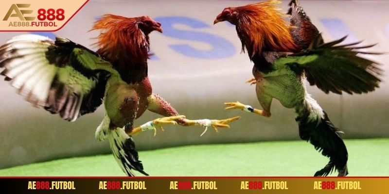 Liên tục cập nhật tỷ lệ kèo trước khi cược