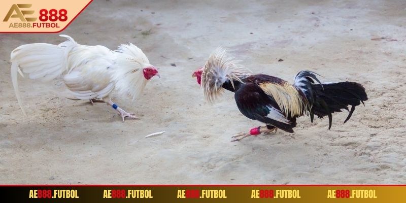 Điểm hấp dẫn riêng biệt của đá gà tre