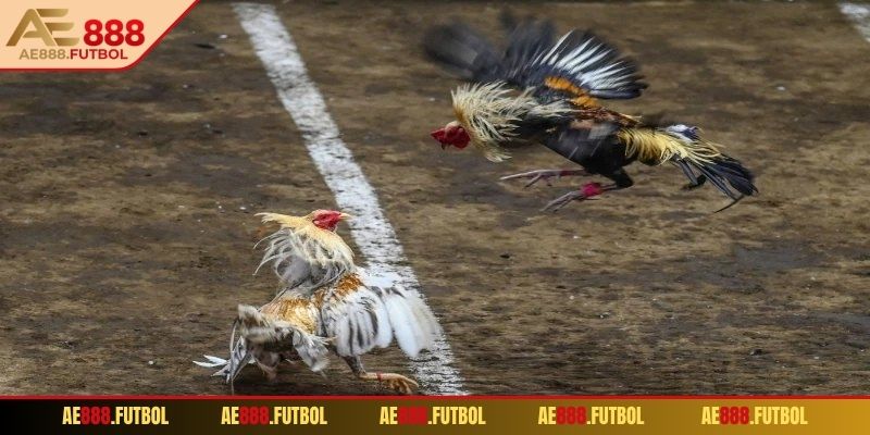 Kinh nghiệm soi cầu đá gà tre chuẩn xác