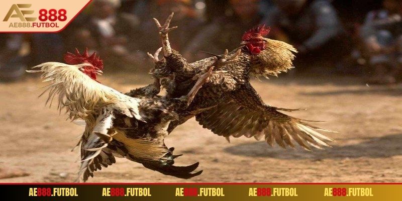 Thông tin đầy đủ về đá gà tre AE888