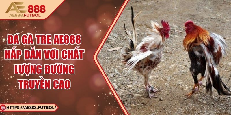 Đá Gà Tre AE888 Hấp Dẫn Với Chất Lượng Đường Truyền Cao 6 Đá Gà Tre AE888 Hấp Dẫn Với Chất Lượng Đường Truyền Cao