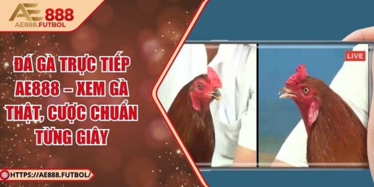 Đá Gà Trực Tiếp AE888 – Xem Gà Thật, Cược Chuẩn Từng Giây