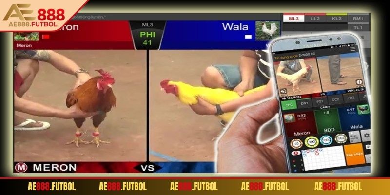 Dealer phát sóng trực tiếp từ trường đấu