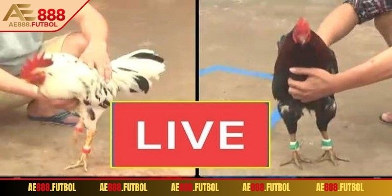 Giới thiệu cơ bản về đá gà trực tiếp AE888