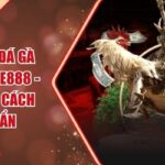 Màu Mạng Đá Gà Theo Ngày AE888 - Hướng Dẫn Cách Xem Chuẩn