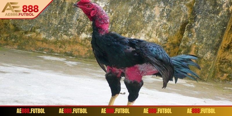 Sai lầm cần tránh khi áp dụng phương pháp màu mạng gà