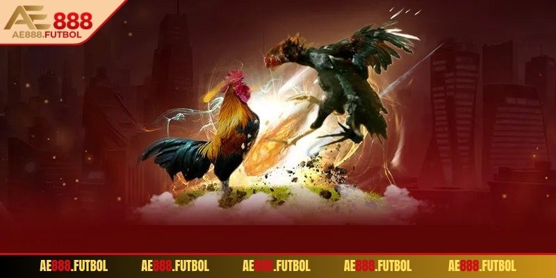 Tìm hiểu về màu mạng đá gà theo ngày AE888