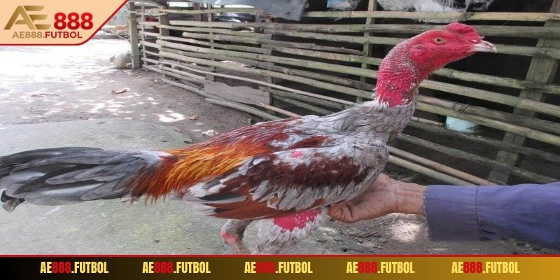 Xác định mạng gà đá cực chuẩn theo ngày